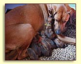 Rhodesian Ridgeback female with newborn pups 2