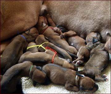 Rhodesian Ridgeback litter of newborn pups