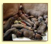 Rhodesian Ridgeback puppies newborn 2