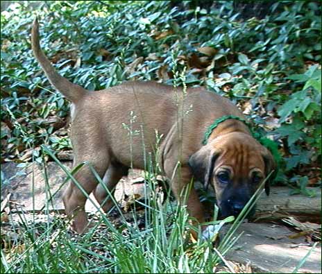 Rhodesian Ridgeback puppy "Billy" exploring at 5 weeks (lg) 