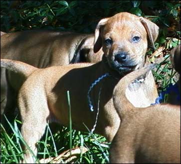 Rhodesian Ridgeback puppy "Ember" at 5 weeks
