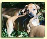 Rhodesian Ridgeback pup "Ember" at 5 weeks