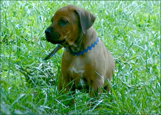 Rhodesian Ridgeback puppy "Homer" at 5 weeks in grass