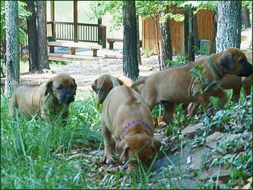 Rhodesian Ridgeback puppies explore the woods
