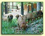 Rhodesian Ridgeback pups climbing rocks