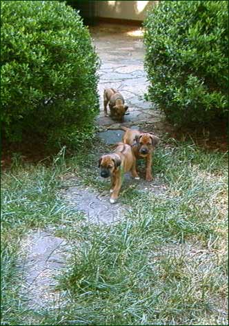 Rhodesian Ridgeback pups follow the leader