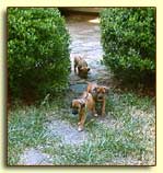 3 Rhodesian Ridgeback pups at 5 weeks