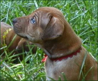 Rhodesian Ridgeback pup - "Achilles" 5 weeks old