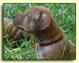 Rhodesian Ridgeback pup "Achilles" at 5 weeks