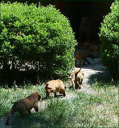Rhodesian Ridgeback puppies playing follow the leader