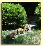 3 Rhodesian Ridgeback pups at 5 weeks 2
