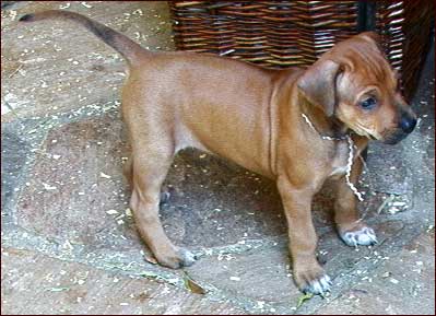 Rhodesian Ridgeback puppy "Dixie" at 5 weeks (lg)