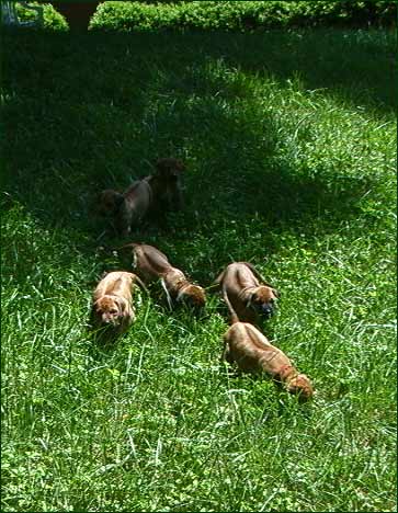 Rhodesian Ridgeback puppies exploring field (lg)
