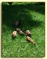 Rhodesian Ridgeback pups in field