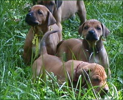 Rhodesian Ridgeback puppies - face studies at 5 weeks