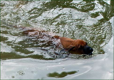 Rhodesian Ridgeback puppy swimming at 6 weeks
