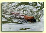 Little Billy swims at 6 weeks