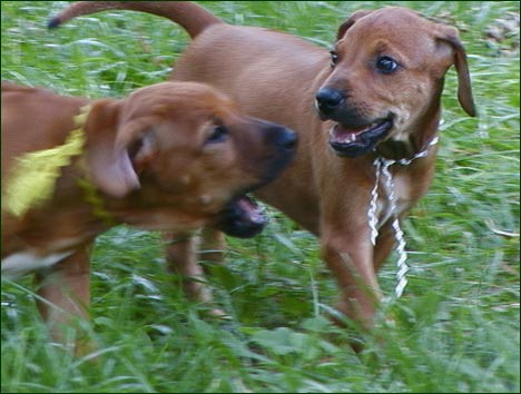 Rhodesian Ridgeback puppy "Dixie" playing