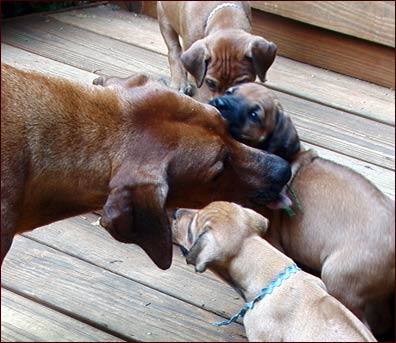 Rhodesian Ridgeback "Caele" with her pups