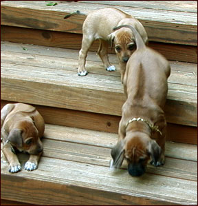 Rhodesian Ridgeback puppies coming down stairs at 6 weeks