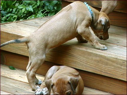 Rhodesian Ridgeback puppy "Ember" climbing stairs