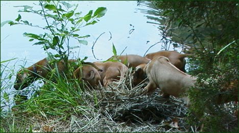 Rhodesian Ridgeback pups going in the water