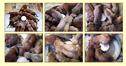 Rhodesian Ridgeback puppies eating their first meal at 3 weeks