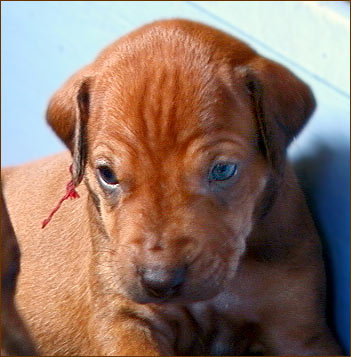 Rhodesian Ridgeback livernose puppy "Achilles" at 3 weeks