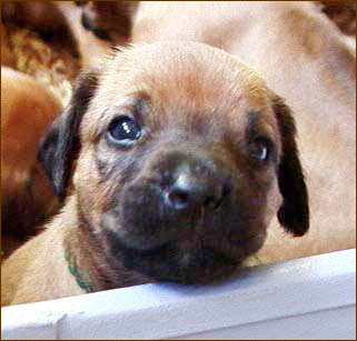 Rhodesian Ridgeback puppy "Billy" at 3 weeks
