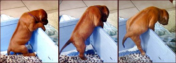 Rhodesian Ridgeback puppy climbing out of litterbox at 3 weeks
