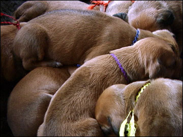 litterbox of Rhodesian Ridgeback puppies