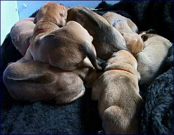 pile of Rhodesian Ridgeback puppies at 2 weeks