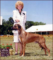 Rhodesian Ridgeback dog Ch Kimani's All Rights Reserved "Bango"