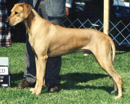 Rhodesian Ridgeback dog DC Ivy League's Bungalow Bill