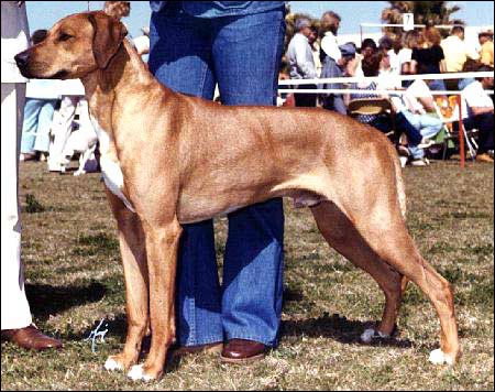 Rhodesian Ridgeback BISS Ch Calico Ridge Mystic Talisman, "Tali"