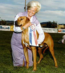 Rhodesian Ridgeback dog BISS Ch Calico Ridge California Blue