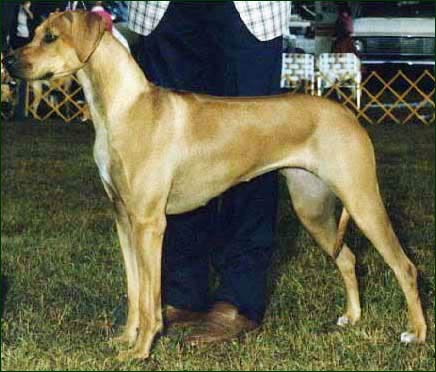 Rhodesian Ridgeback Ch Freland's Dawn's Pride