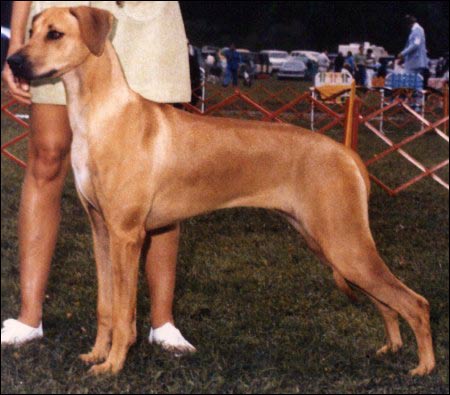 BISS Ch Freland's Dawn, Rhodesian Ridgeback