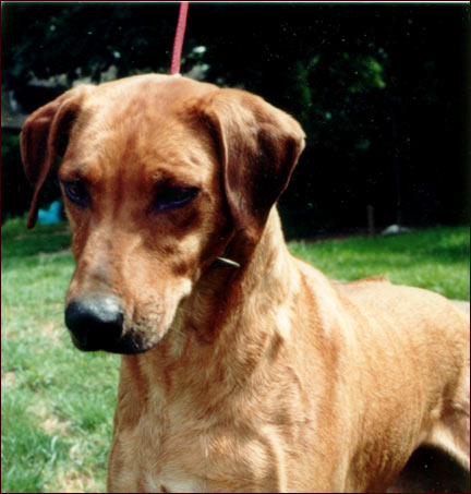 Rhodesian Ridgeback Ch Mshindaji's Ginger's Tukuza