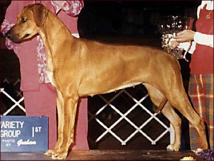 Rhodesian Ridgeback BIS BISS Ch Bimbo's Ginger of Kali "Ginger"