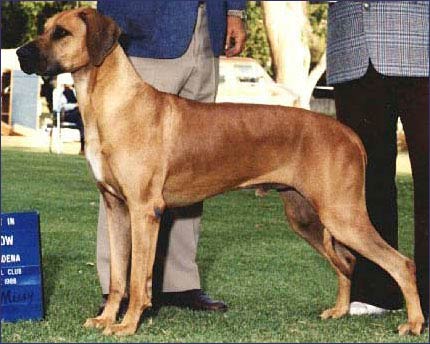 Rhodesian Ridgeback dog BIS BISS Ch Gitano of Raintree