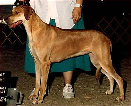 Rhodesian Ridgeback