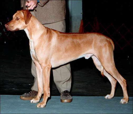 Rhodesian Ridgeback BIF DC Sengei's High Plains Drifter "Bantu"