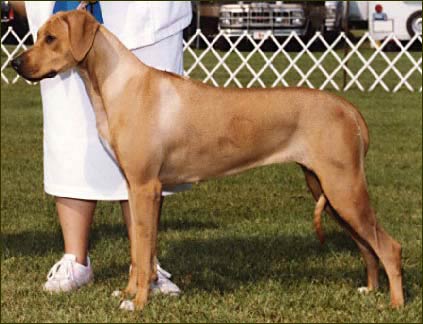 Rhodesian Ridgeback Ch Mshindaji's In Hot Pursuit, "Cagney"