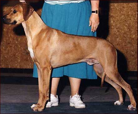 Rhodesian Ridgeback Ch Mshindaji Daraja Miles Ahead