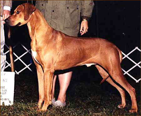 Rhodesian Ridgeback Ch Mshindaji's Sat Nite Special, "Gunner