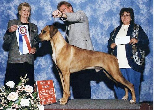 Rhodesian Ridgeback dog BIS BISS Ch Filmaker's Never Surrender FM "Cory"
