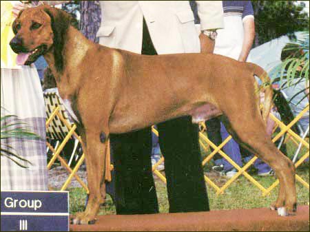 Rhodesian Ridgeback  BIS Ch Mine Creek's Pay Dirt