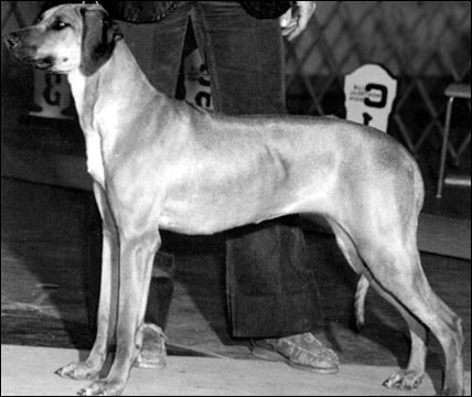 Rhodesian Ridgeback Ch Kenju's Upesi-G of Mshindi