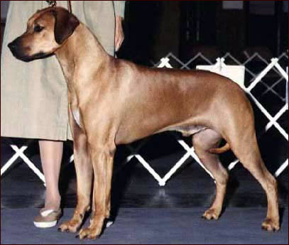 Rhodesian Ridgeback BIS Ch Kwetu's Pocket Full of Promise "PB"